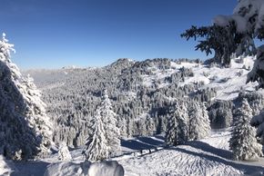 Bäume voller Schnee in der Mythenregion