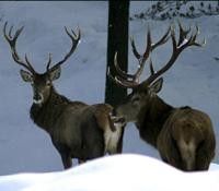 Information on Cross-Country Skiing at Kasberg Grünau