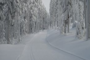 Langlaufen im Arbergebiet rund um das Langlaufzentrum Bayerisch Häusl