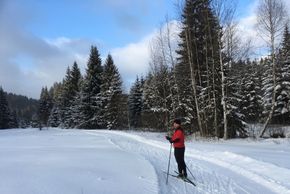 Die Dreikönigsloipe verläuft von Mauth Richtung Finsterau überwiegend am Waldrand sowie am Reschbach entlang.