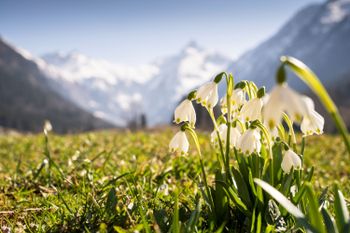 Wer den Frühling kaum abwarten kann, sollte sich den Bergfrühling in Oberstdorf nicht entgehen lassen.