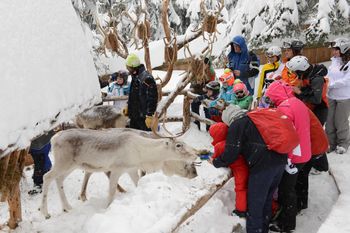 An der Bergstation Rotwand kann man die Rentiere füttern.