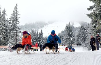 Erlebe rasante Rodelgaudi am Arber.