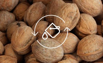 Walnut and chestnut shells become natural dyes.