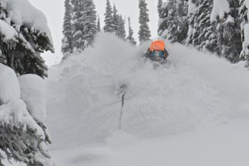 Ein Traum: Tree Skiing in Champagne-Powder