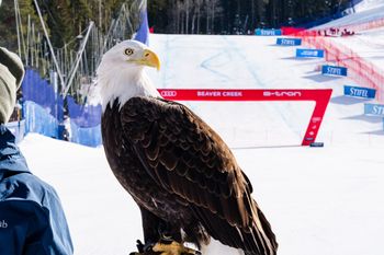 Nicht fehlen darf im Zielstadion der Namensgeber der Raubvogelpiste.