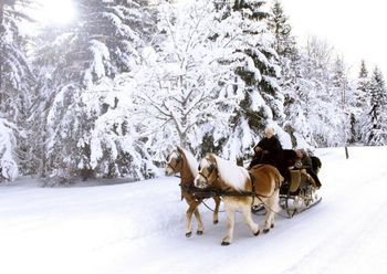 Tirol bei Pferdeschlittenfahrten erleben