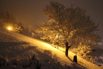 Detaillierte Infos zur Unterkunft Apartment Orchidee