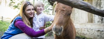 Streichelzoo mit Ponys