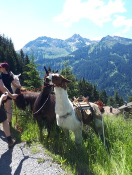 Lamatrekking mit BergePlus Programm