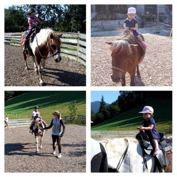 Unsere Haflinger und Ponies