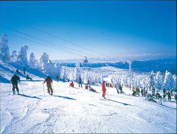 Zao Onsen offers an area of 50 kilometers for skiing and snowboarding.