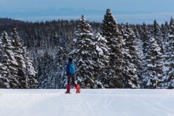 Auf geführten Schneeschuhwanderungen erkundest du die Landschaft rund um Rogla.