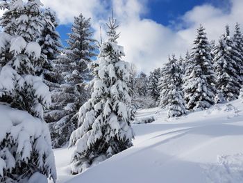 Im Naturschneeparadies Unterberg werden die Pisten nicht künstlich beschneit.