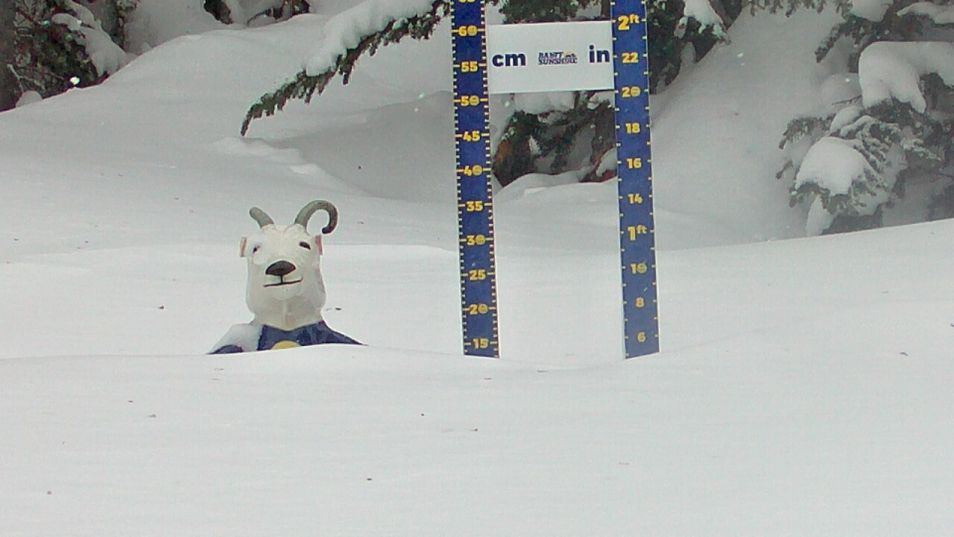 Webcam located at: Settled Base Sunshine Village