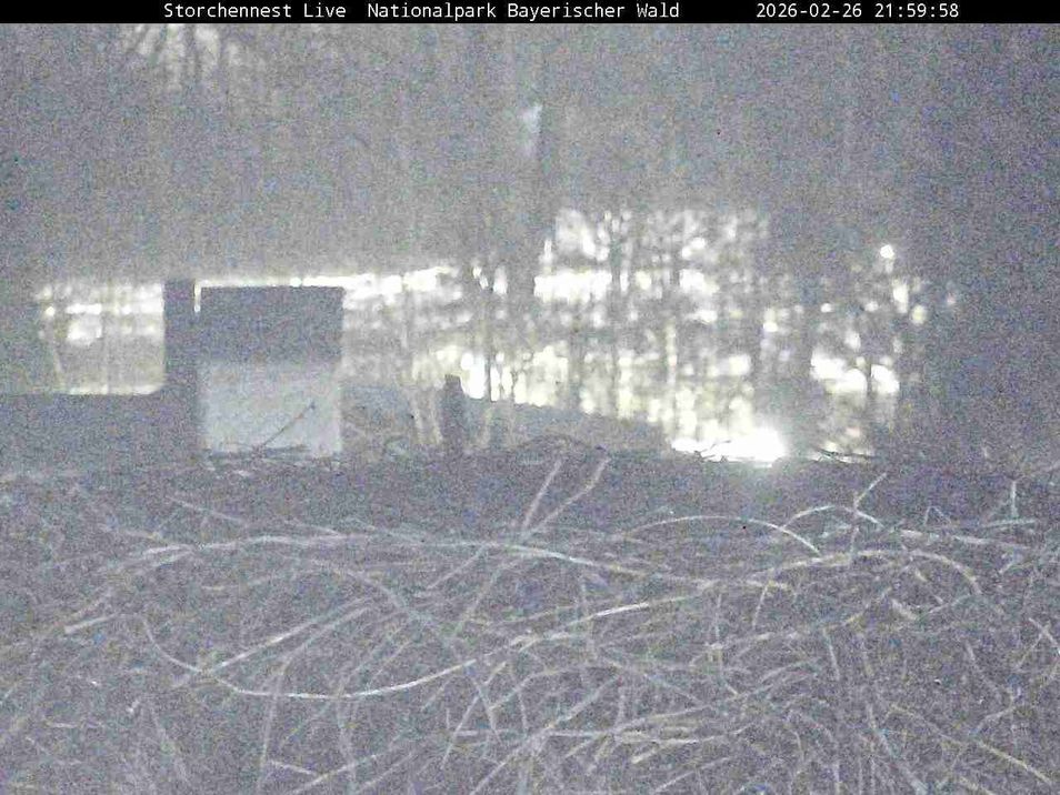 Webcam located at: Stork Nest at the Bavarian Forest National Park