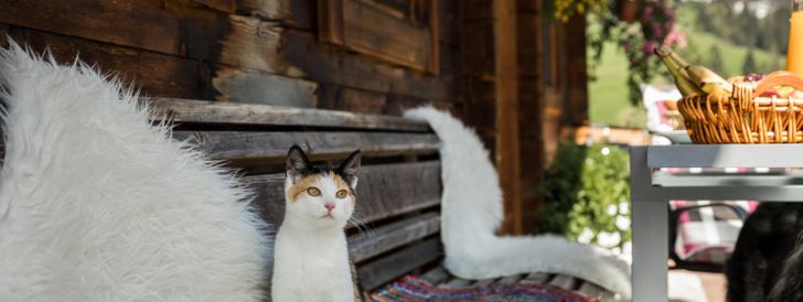 General information about your stay at Chalet Naturblick am ZwisleggGut