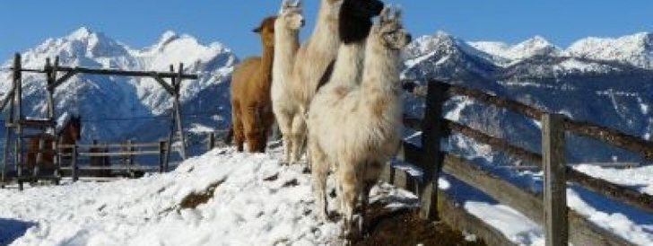 General information about your stay at Klausnerhof